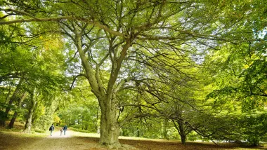 哈佛植物園