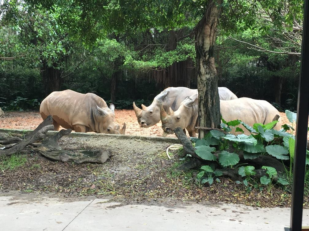 長隆野生動物園一日遊