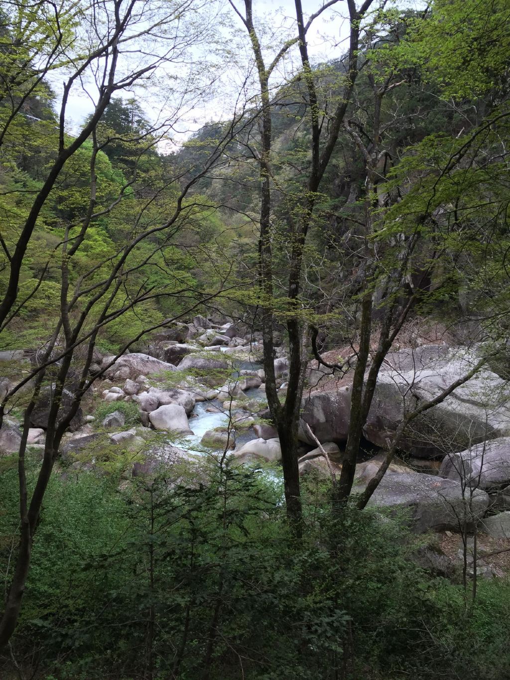 自駕遊世界之日本中部名古屋-下呂-高山-上高地-松本-富士山 5日櫻花