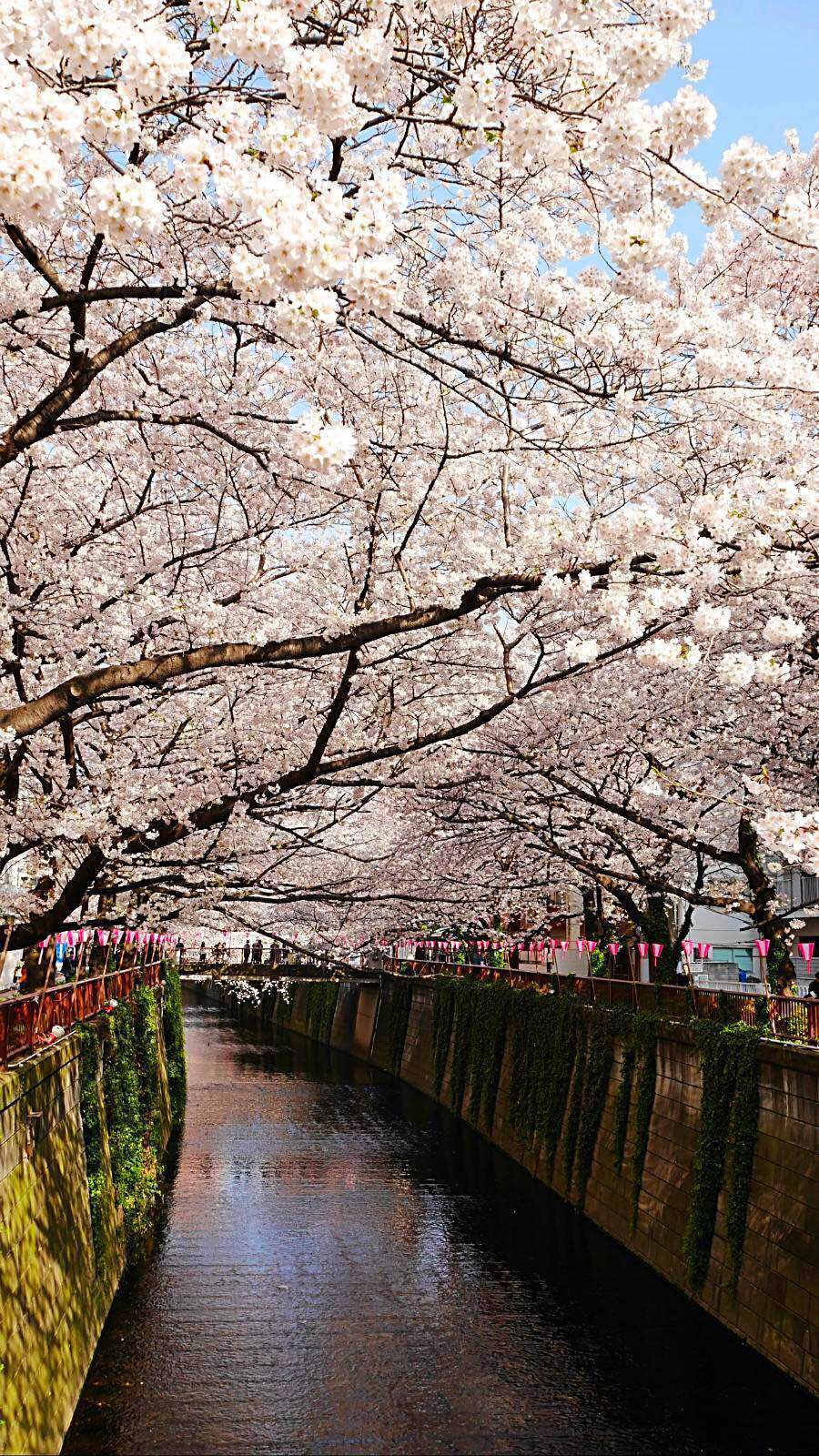 穿越半个地球的东京赏樱记