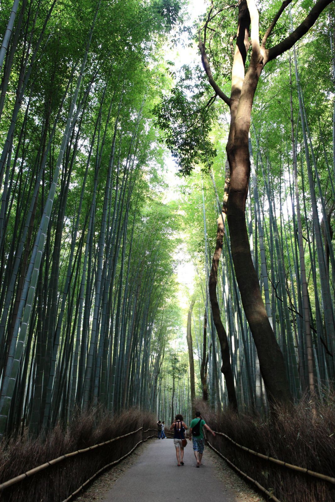 京都嵯峨野竹林