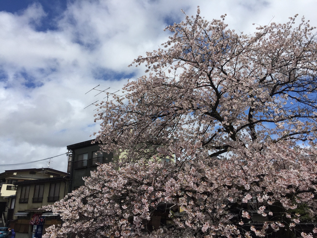 自駕遊世界之日本中部名古屋-下呂-高山-上高地-松本-富士山 5日櫻花