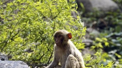 北京七渡花果山图片