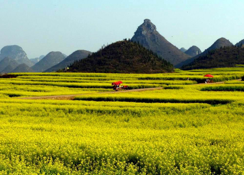  攝於金雞村