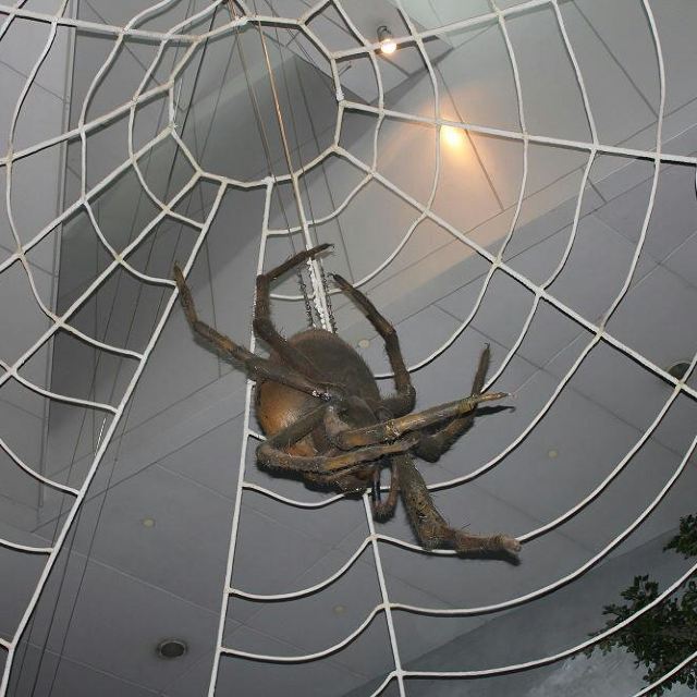 蜘蛛馆的大蜘蛛