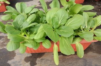 鑫志隆农场附近团购