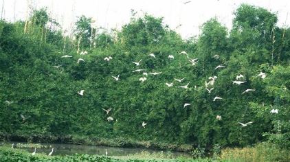 广东适合种什么名贵树种 39f079911d9b45d9a5eb66e1aee3572b_C_422_236.jpg