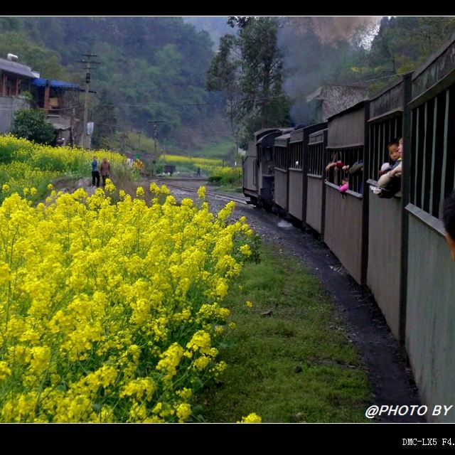 親身全程探訪中國唯一目前運營的窄軌鐵路:犍為嘉陽小火車(更新中)