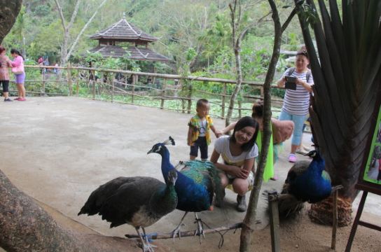 很多人在这里和孔雀合照.