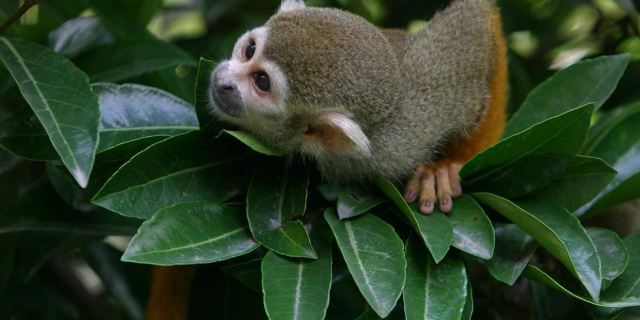 上海動物園