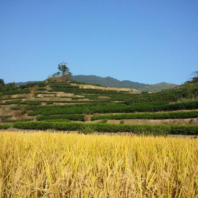 蔚蓝的天空,碧绿的茶园,金色的稻穗