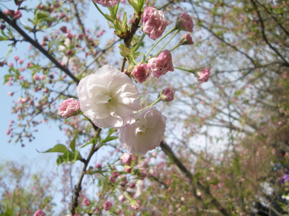 推荐 在西安看樱花 首选青龙寺 西安游记攻略 携程攻略