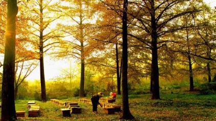 浙江古银杏天泉景区门票