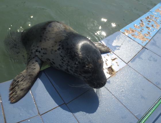 蓬萊閣長島清明遊