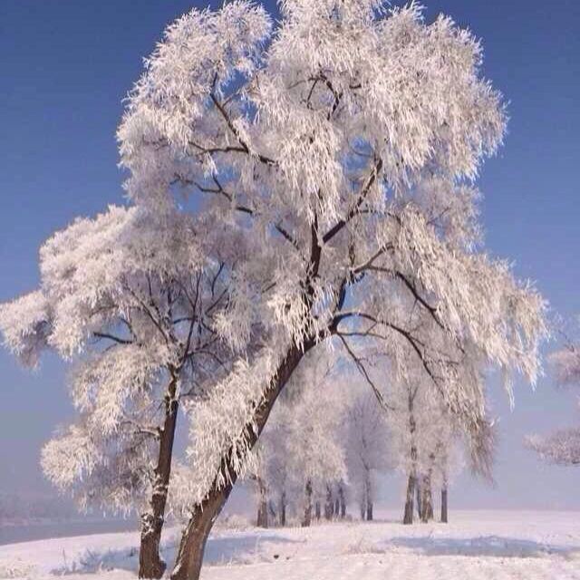 雪乡雾凇梦幻世界游