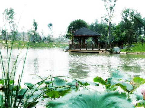 【携程攻略】洪湖旅游图片,洪湖旅游景点图片,旅游风景照片/图库/相册