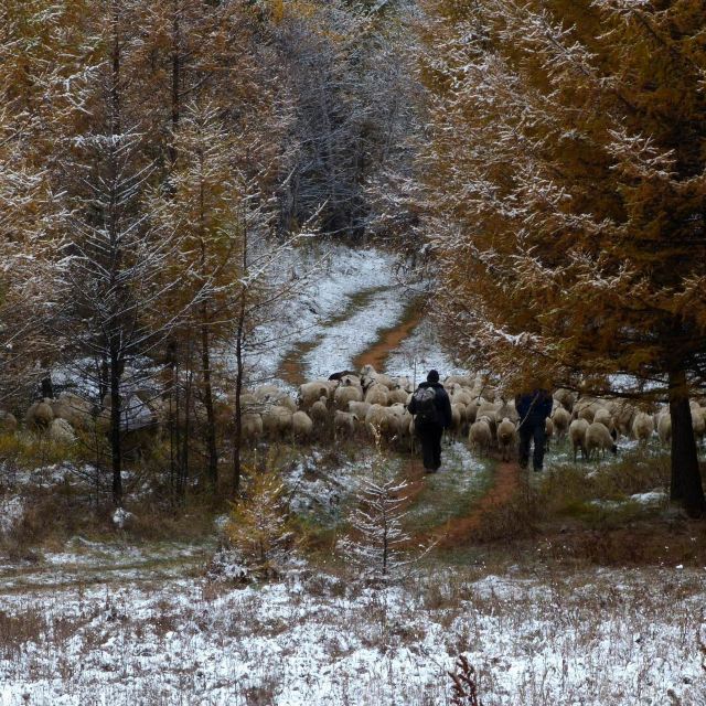 這張照片抓拍到了初冬時節,牧羊人冒著風雪放羊的場景.