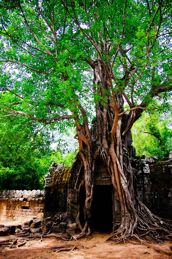 所有寺庙中最宏伟的树木,这么一颗树完整的包住了一座门.