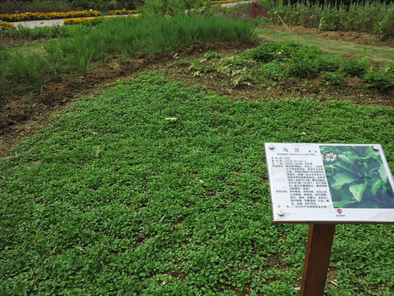 2014春节 东兴 芒街 下龙湾 河内 友谊关 南宁 线性游