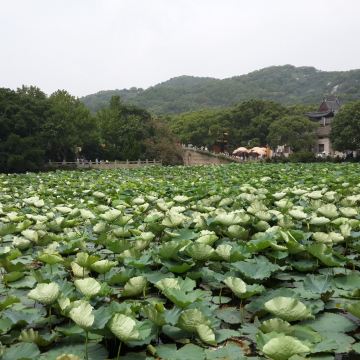 疯姑娘们的普陀山二日休闲游