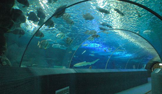 門票 >長沙海底世界   類型:主題公園   水族館