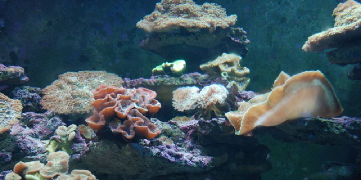 银海区标签: 旅游景点 公园  北海·海洋之窗共多少人浏览:519898