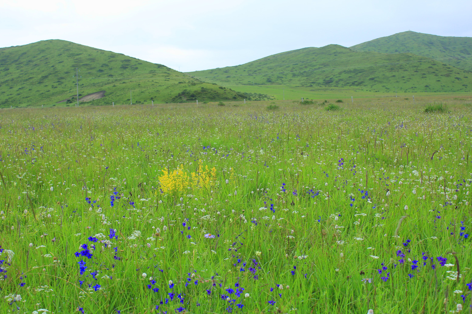 我在阿坝,花儿开 - 松潘游记攻略【携程攻略】
