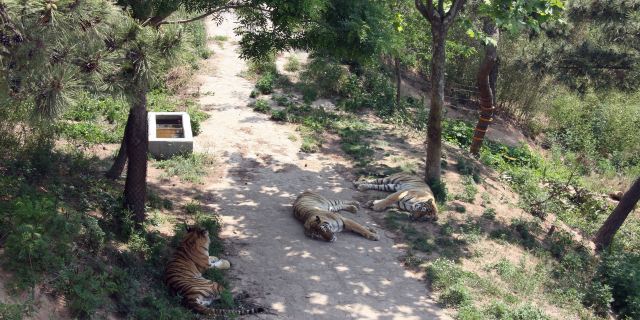 西霞口神鵰山野生動物世界_威海_百度地圖