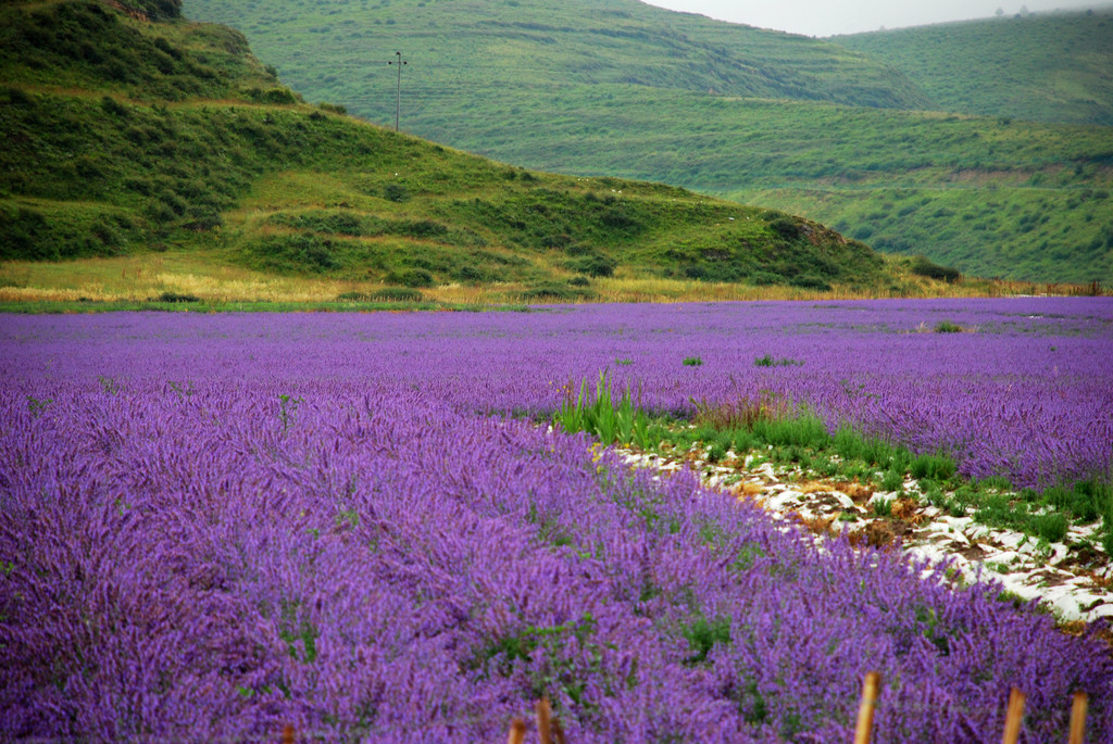 九寨沟,黄龙,甘南七日自助游