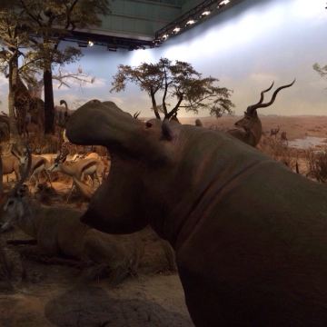 张着嘴的河马,好奇这样的标本是怎么做的.