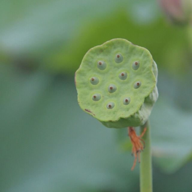 绿色的莲蓬,里面睡着荷花的种子.