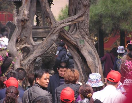 这是夫妻树,听导游说夫妻不可在此树前拍照,不然容易分的