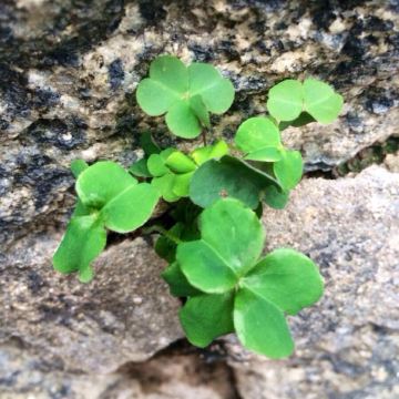 路边墙角的小草