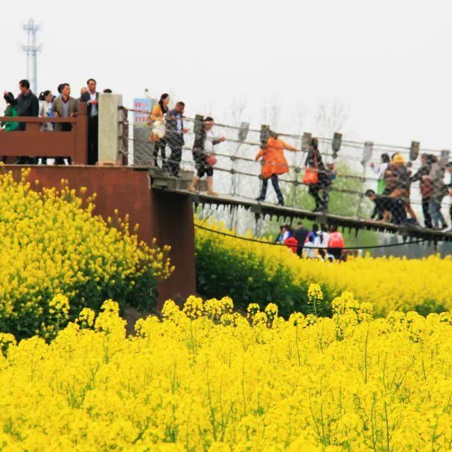 再賞油菜花,興化