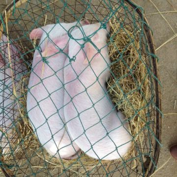 路边就有卖猪仔的,胖乎乎的可爱啊!