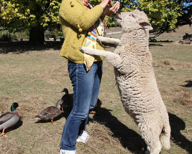令人垂涎的世外桃源--新西兰下(北岛) - 北岛游