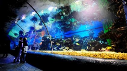 海洋公园的门票 d8ecd30dddc64a82ac027a3fd7af25ad_C_422_236.jpg