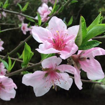 小区的春天是什么样?