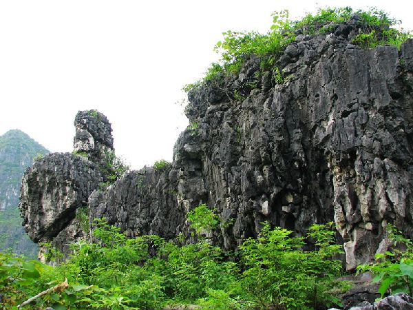 億年樹化石與海平線奇觀--馬山金釵石林探秘(2)