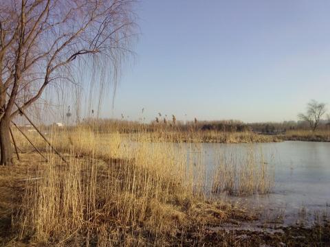 枯黄的苇子,很漂亮,很长,孩子拿在手里很爱玩.