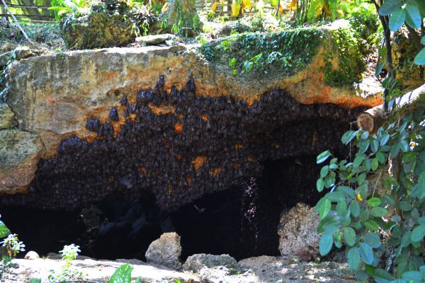 每个洞穴居住着不同的蝙蝠,如有的洞穴只住着怀孕的蝙蝠,有的是少年的