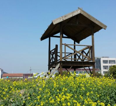 随手拍!上海南汇大团桃园