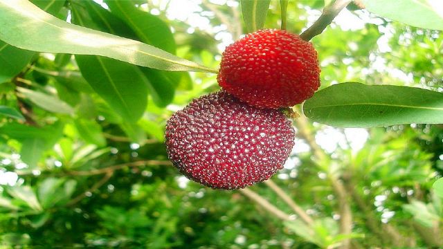 2分 (6条点评) 22 圈圈杨梅生态观光园坐落于慈溪市栲栳山省级风景区