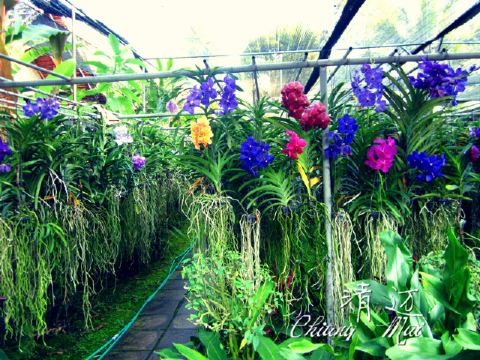 兰花培育室和蝴蝶园——无土栽培的兰花
