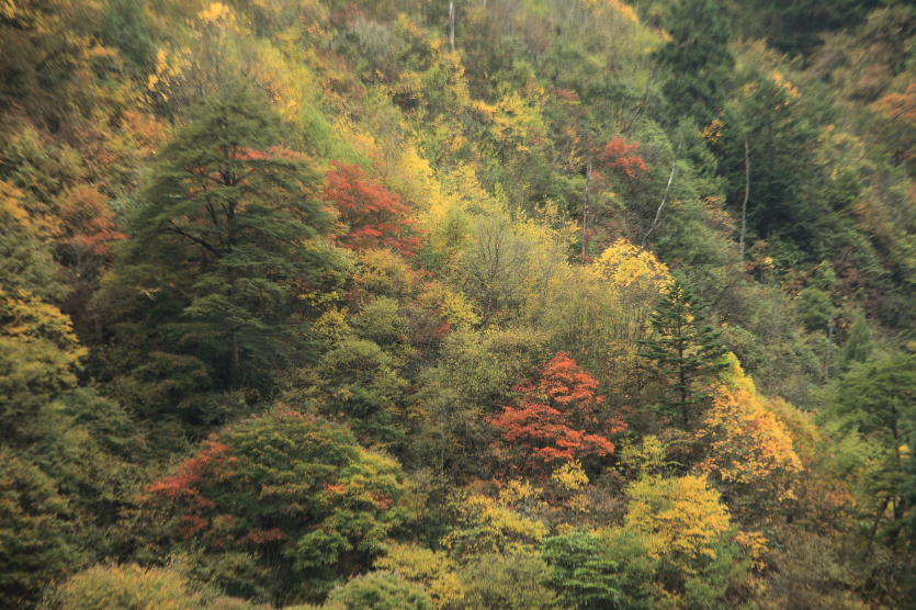 金秋的山林多姿多彩 雅家梗