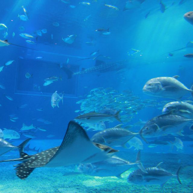 水族馆内的海底世界,水族馆要一大早去哦 不然人真是好多好多.