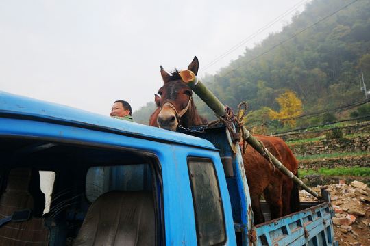 又看到昨天拉货的骡子,看来主人还是挺爱惜它们的,先让它们坐车到目的