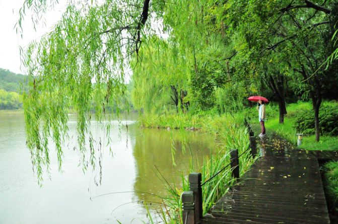 雨和柳树图片,雨中的柳树图片,柳树雨景图片_大山谷图库