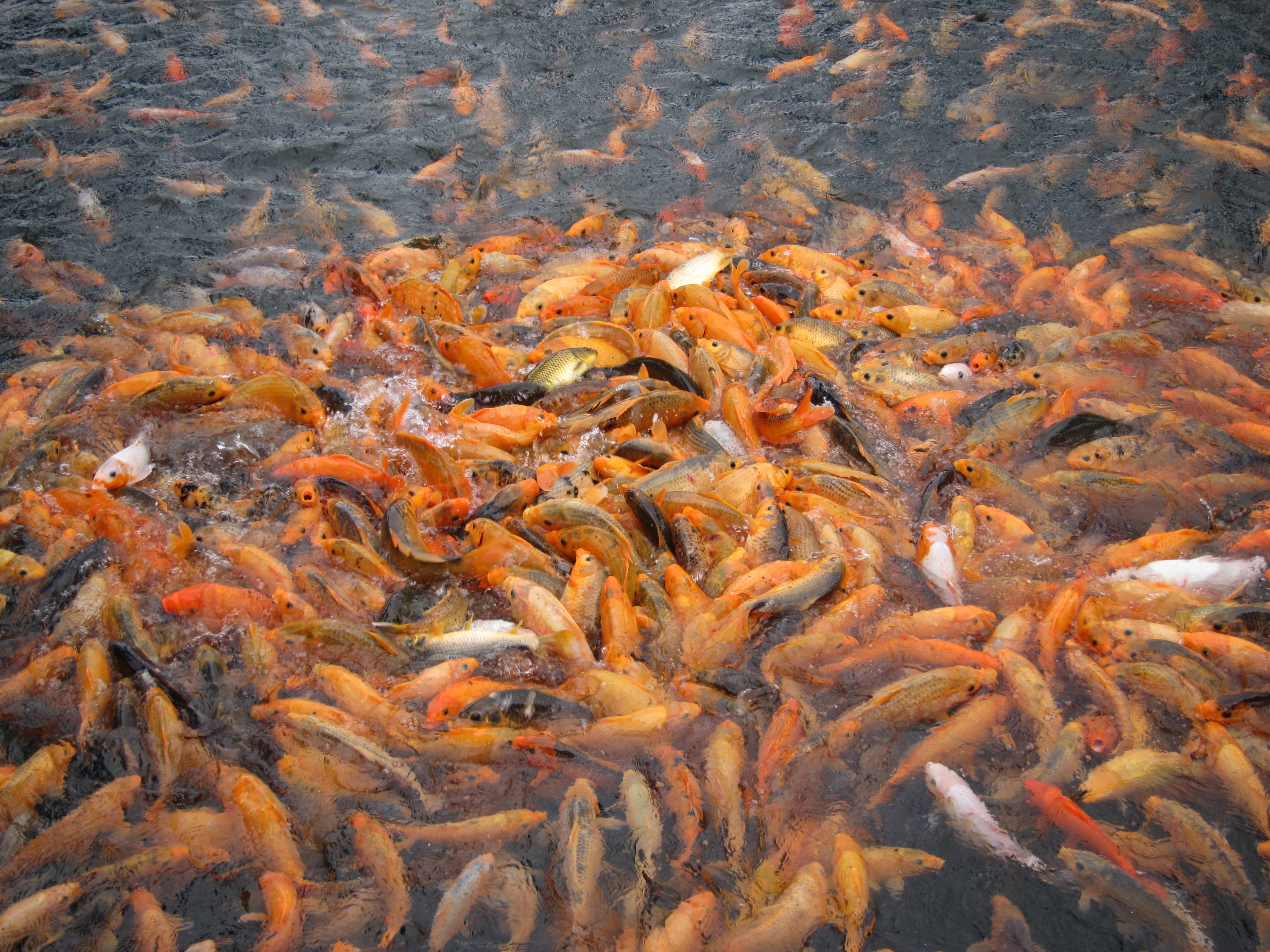 漁樂島上養了很多錦鯉,花了10塊錢買魚食餵魚 千島湖中心湖區