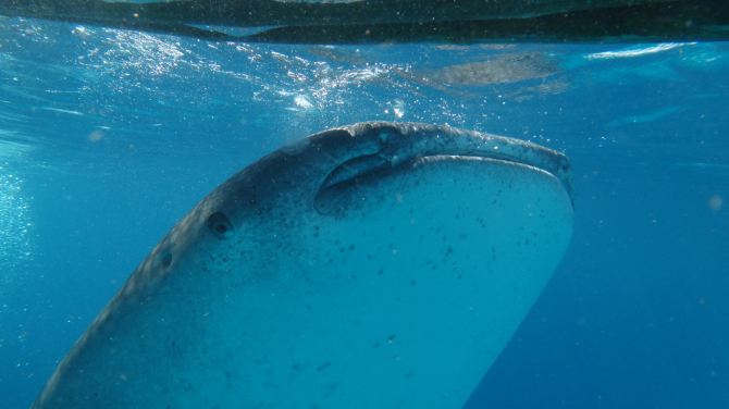 攻略 问答 结伴 周末游 口碑榜 特卖汇 来到看鲸鲨的地方,工作人员会